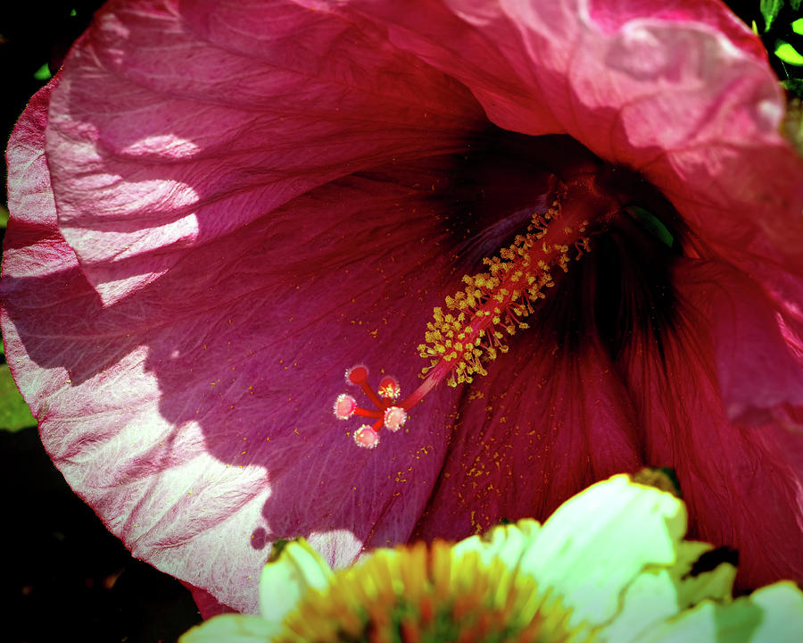 Hibiscus Sex Photograph by Bill Swartwout