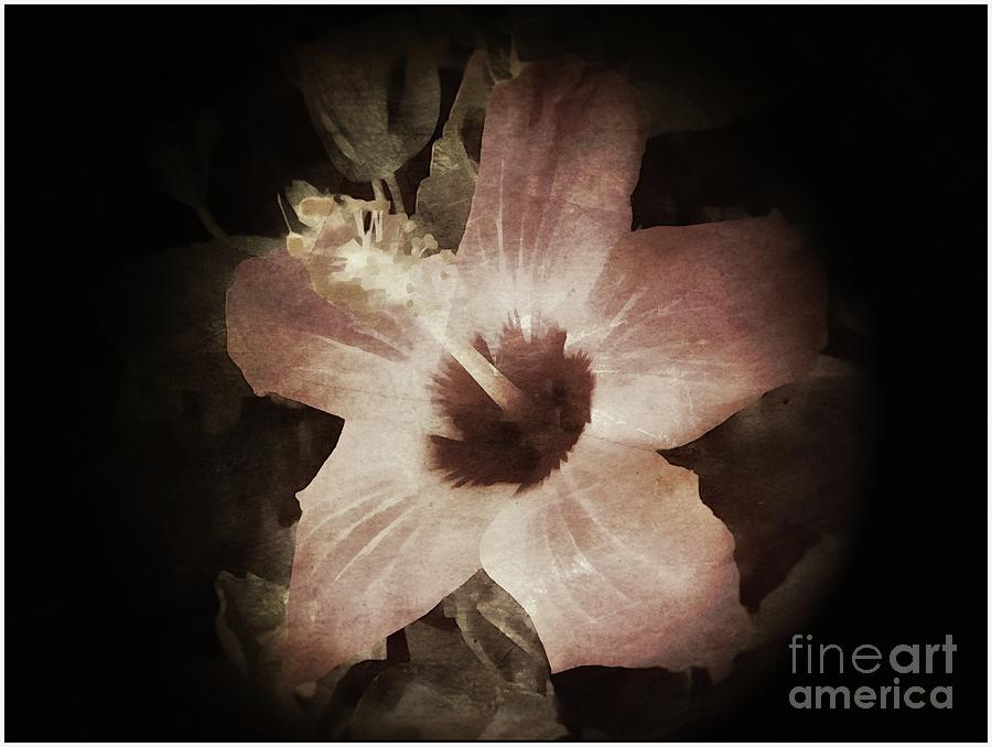 Hibiscus Sophistication Photograph by Luther Fine Art