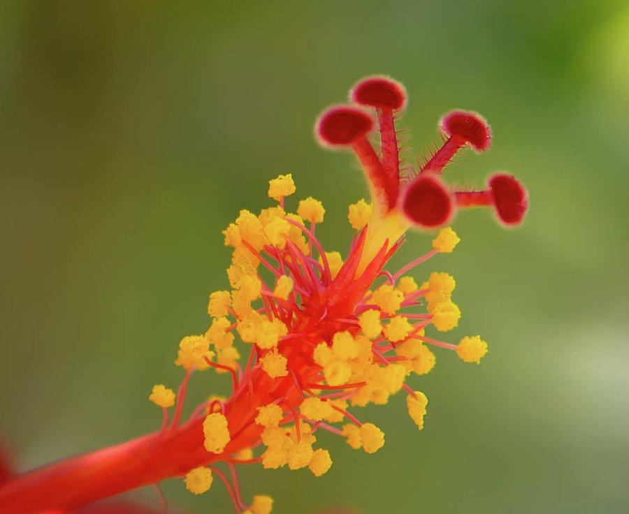 Hibiscus Stamen Photograph by Debra Kewley