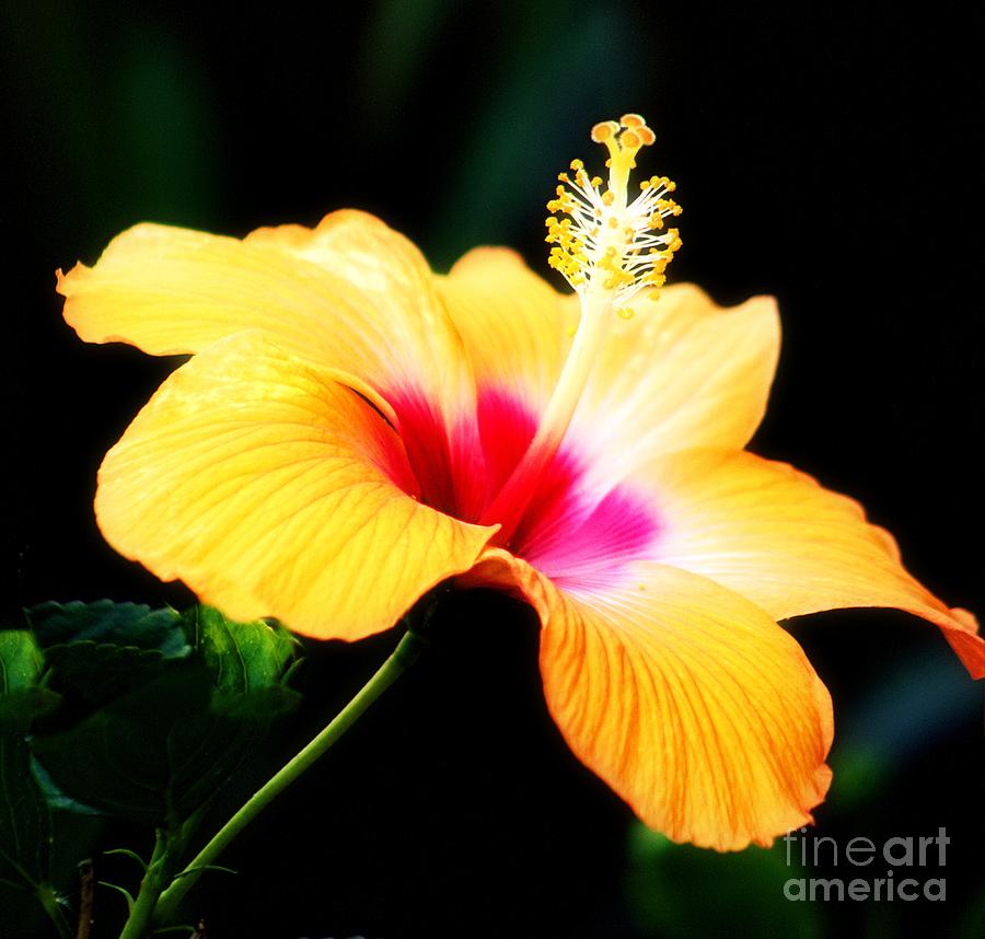 Hibiscus Standout  Photograph by Charlene Adler