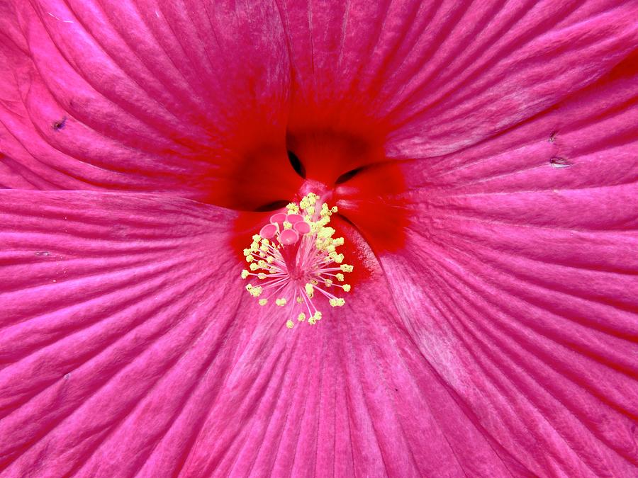 Hibiscus Photograph by Stephanie Moore