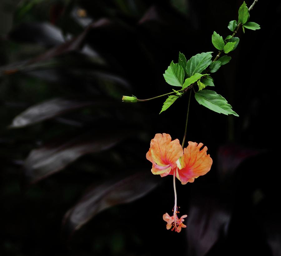 Hibiscus Photograph by Stoney Lawrentz