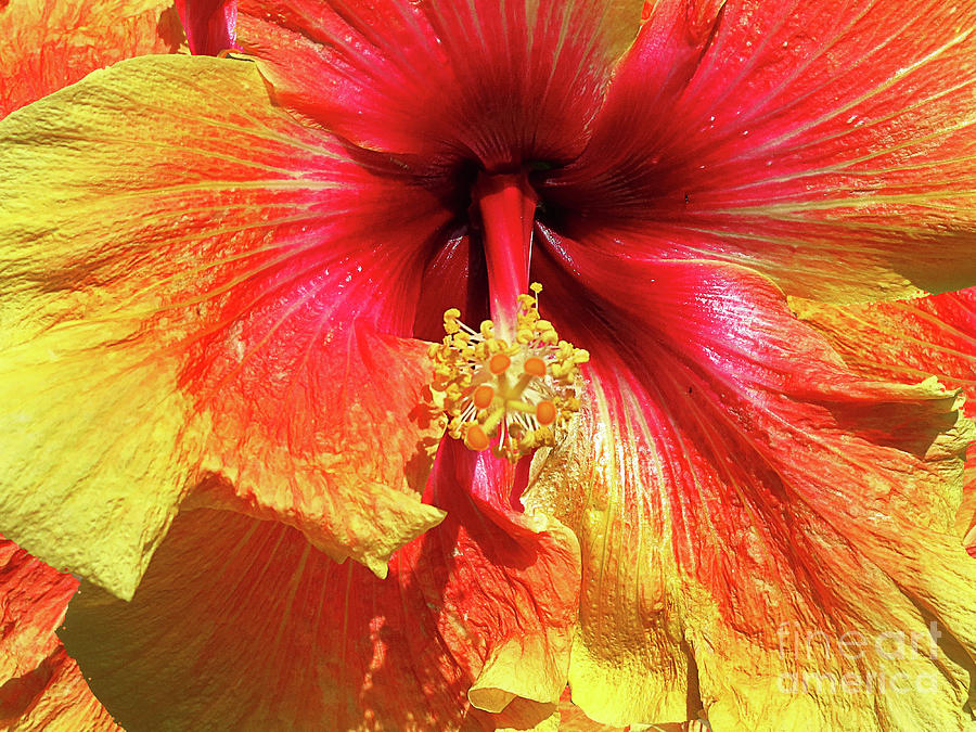 Hibiscus Sunrise Photograph by Chris Andruskiewicz