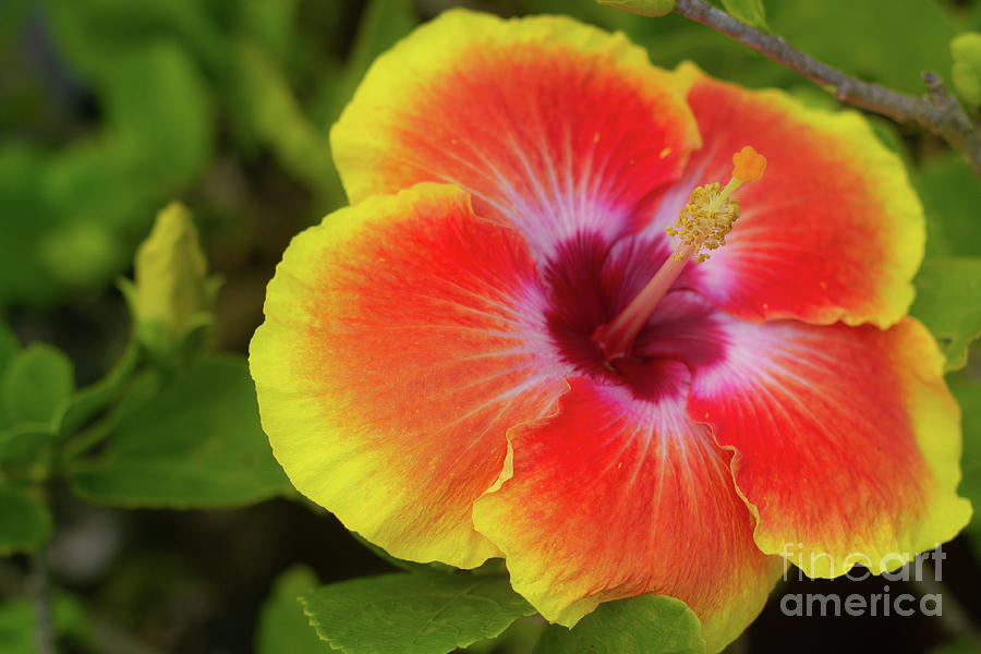 Hibiscus Sunset Photograph By Kris Hiemstra Pixels