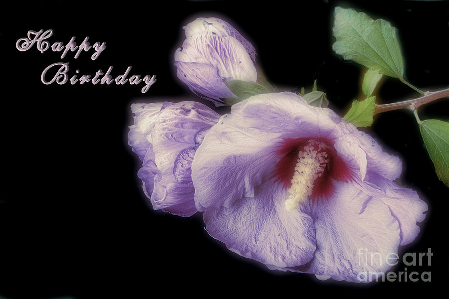 Hibiscus Syriacus Birthday Card Photograph by Elaine Teague