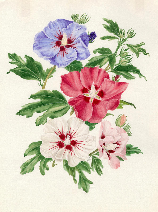 Hibiscus Syriacus Painting By Graham Stuart Thomas - Fine Art America