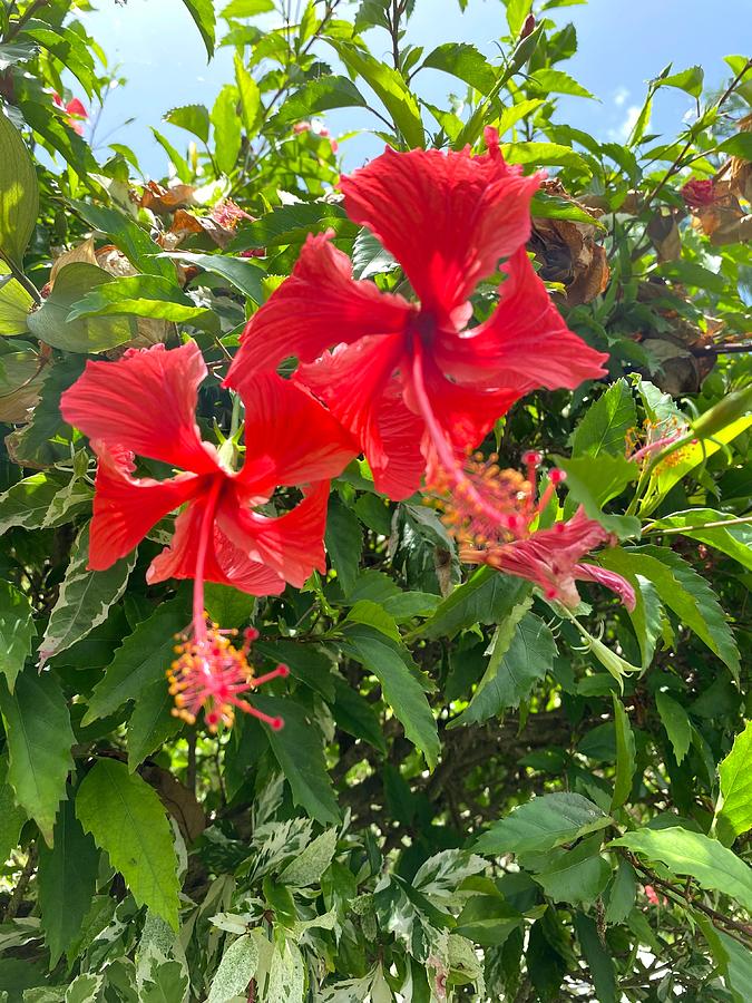 Hibiscus Twins Photograph by Audrey Robillard | Fine Art America