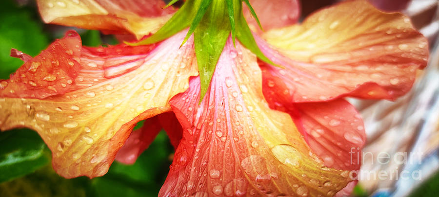 Hibiscus Umbrella Photograph by Robert Knight