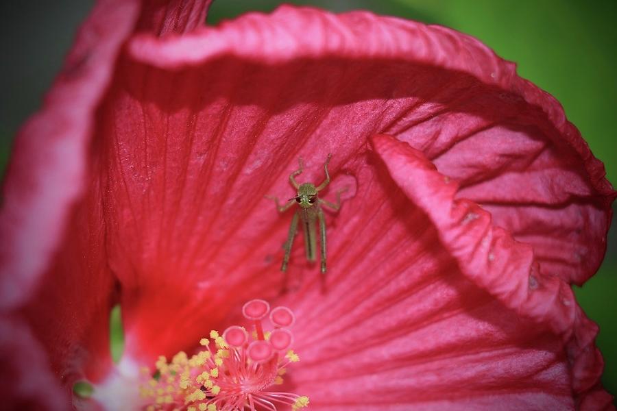 Hibiscus with tiny Photograph by Melissa Saldana Fine Art