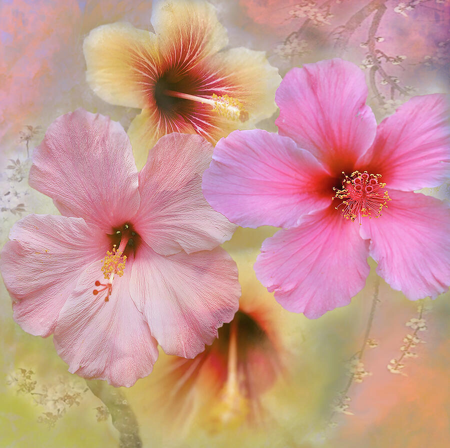 Hibiscus x 4 Photograph by Jeff Burgess