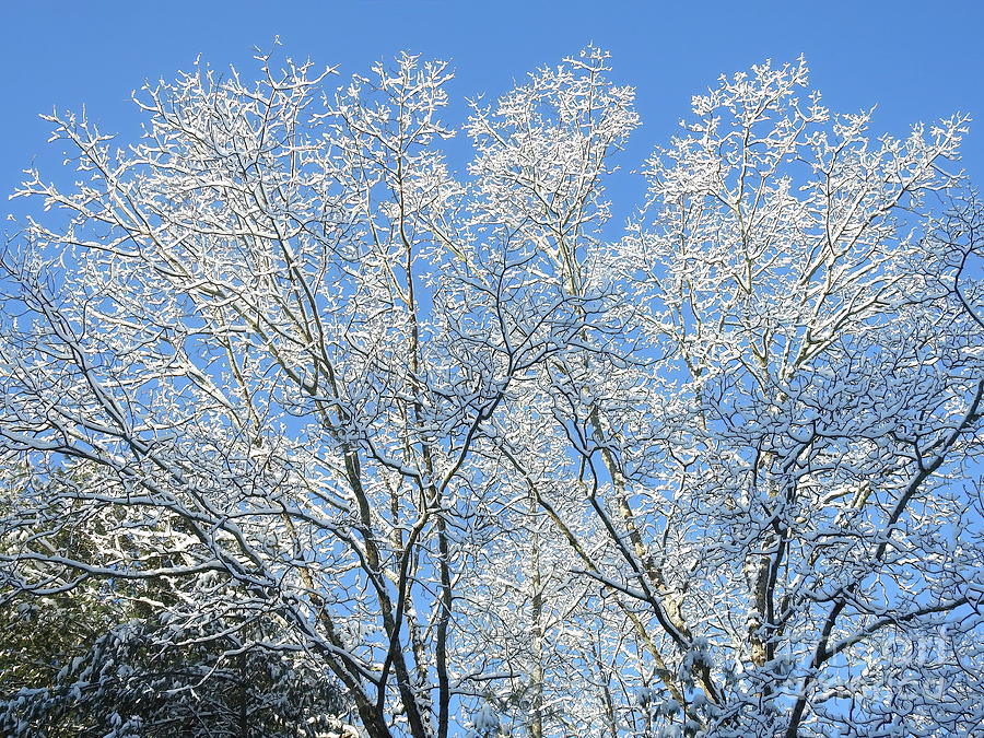 Hickory Trees in March  Photograph by Eunice Miller