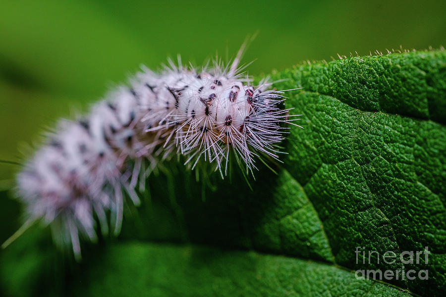 Hickory Tussock Moth Caterpillar. Macro Photo Black and White Caterpillar Photograph by Stephen Geisel
