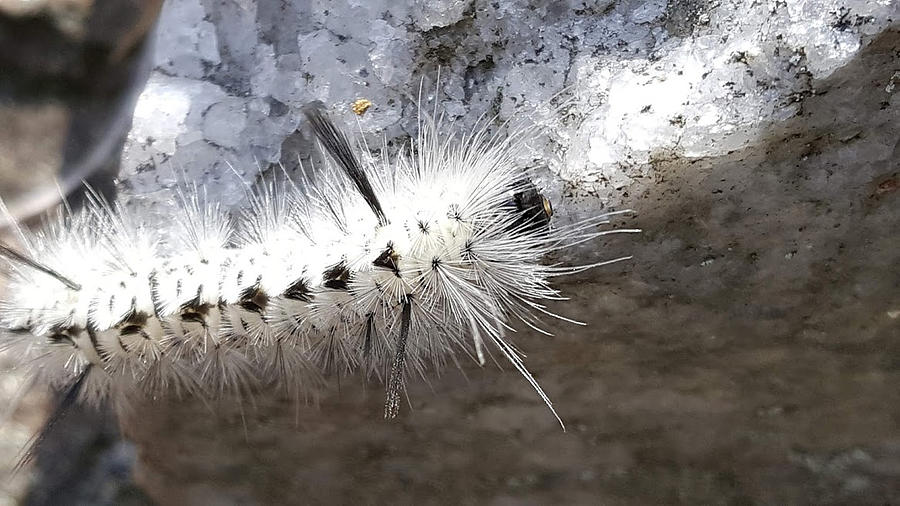 Hickory Tussock Moth Caterpillar Photograph by Path Least Taken - Pixels