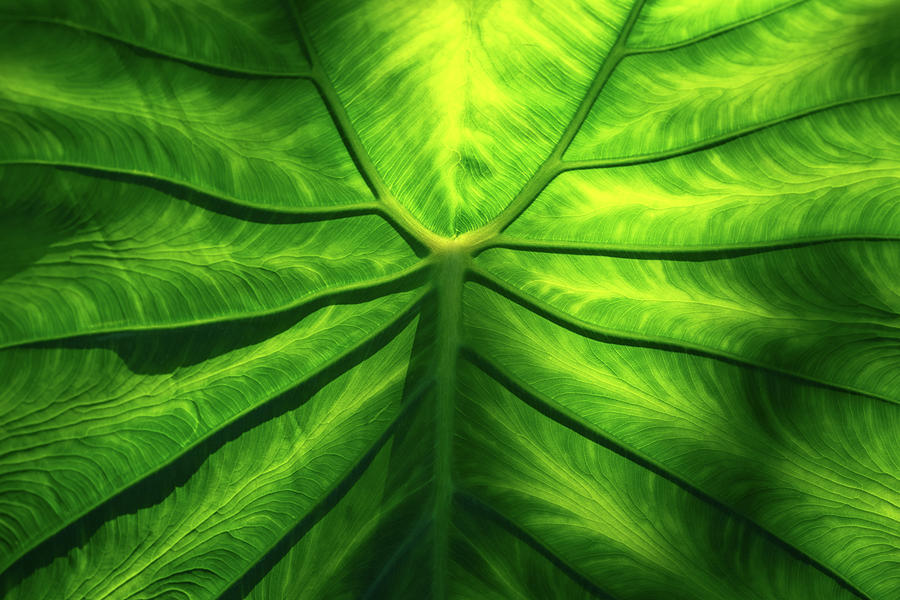 Hidden Beauty - Underneath an Intricate Giant Tropical Leaf Photograph by Georgia Mizuleva