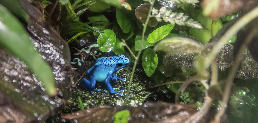 Hidden Blue Gem Photograph by Lauren Denos | Pixels