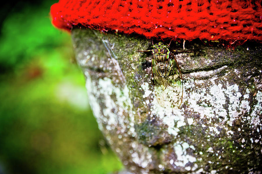 Hidden Cicada. Nikko, Japan Photograph by Lie Yim