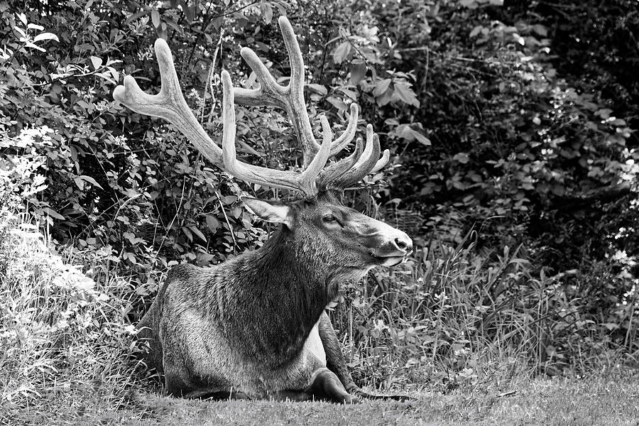 Hidden Elk in Black and White - Redwood National Park Photograph by KJ Swan Hidden Elk in Black and White - Redwood National Park Photograph by KJ Swan