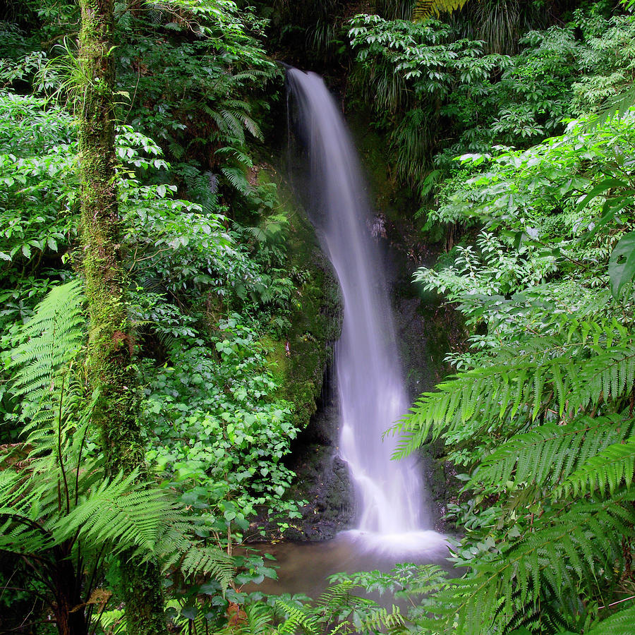 Hidden Falls - New Zealand Photograph by Kenneth Lane Smith