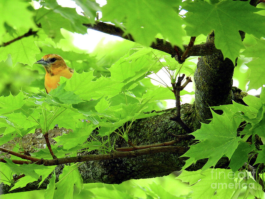 Hidden Female Oriole Photograph by Dawn Steiger - Fine Art America