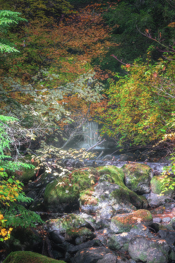 Hidden Forest Falls Photograph