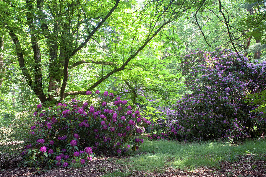 Tree Photograph - Hidden Glade In Fairy Rhododendron Woods by Jenny Rainbow