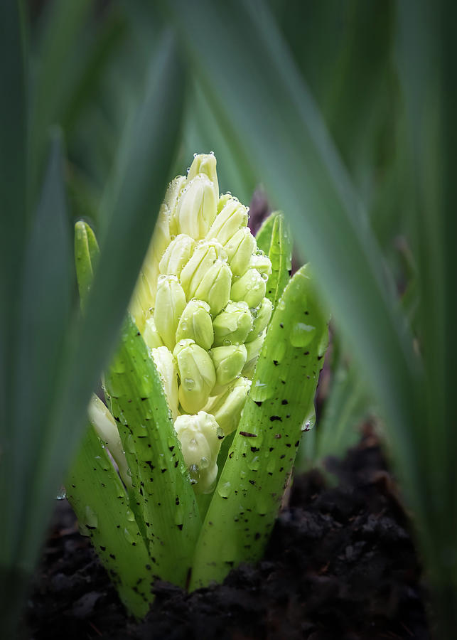 Hidden Hyacinth Bud Photograph by Elvira Peretsman