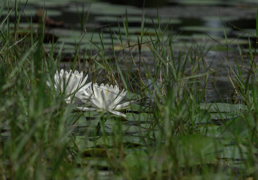 Hidden In The Grass, Two White Lily Flowers Photograph