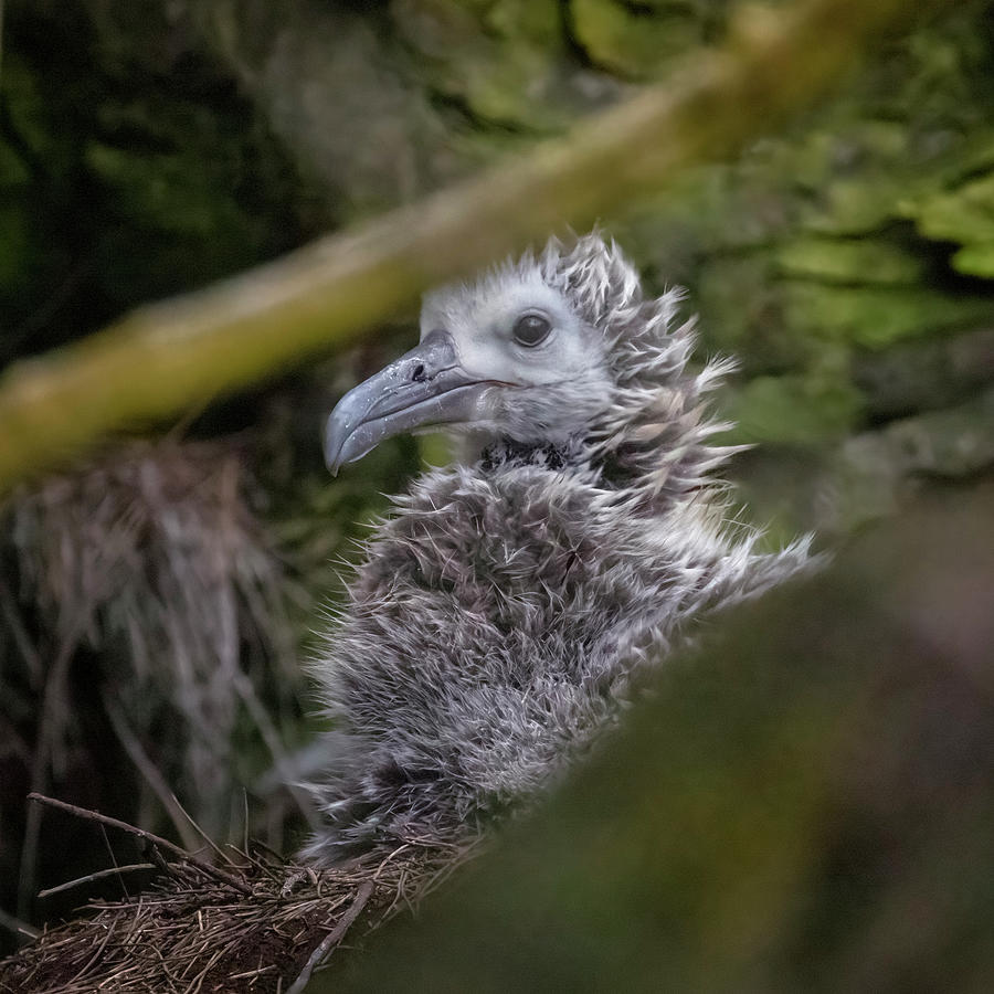 Hidden Laysan Albatross Chick on the Nest Photograph by Belinda Greb