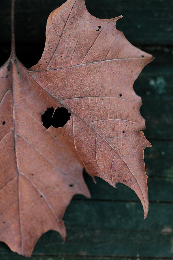 Hidden Leaf Heart Photograph by Go and Flow Photos