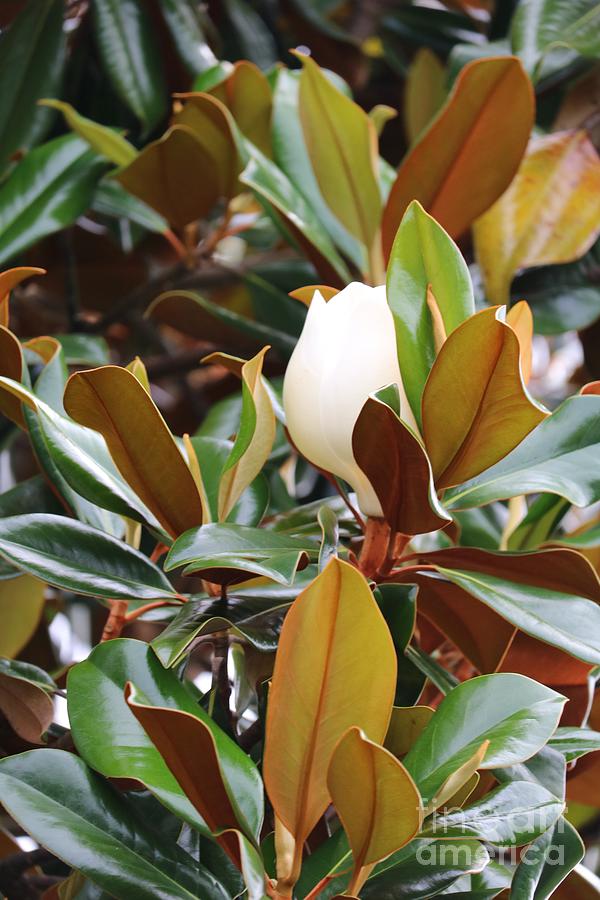 Hidden Magnolia Bloom Photograph
