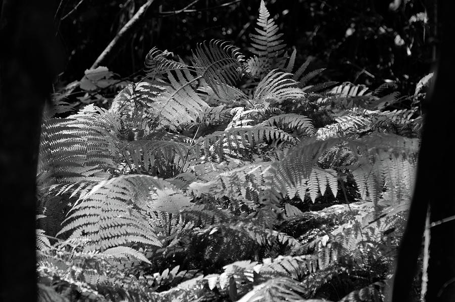 Hidden Monochromed Nature Photograph by Angelo DeVal