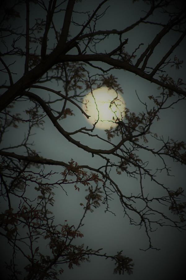 Hidden Moon Photograph