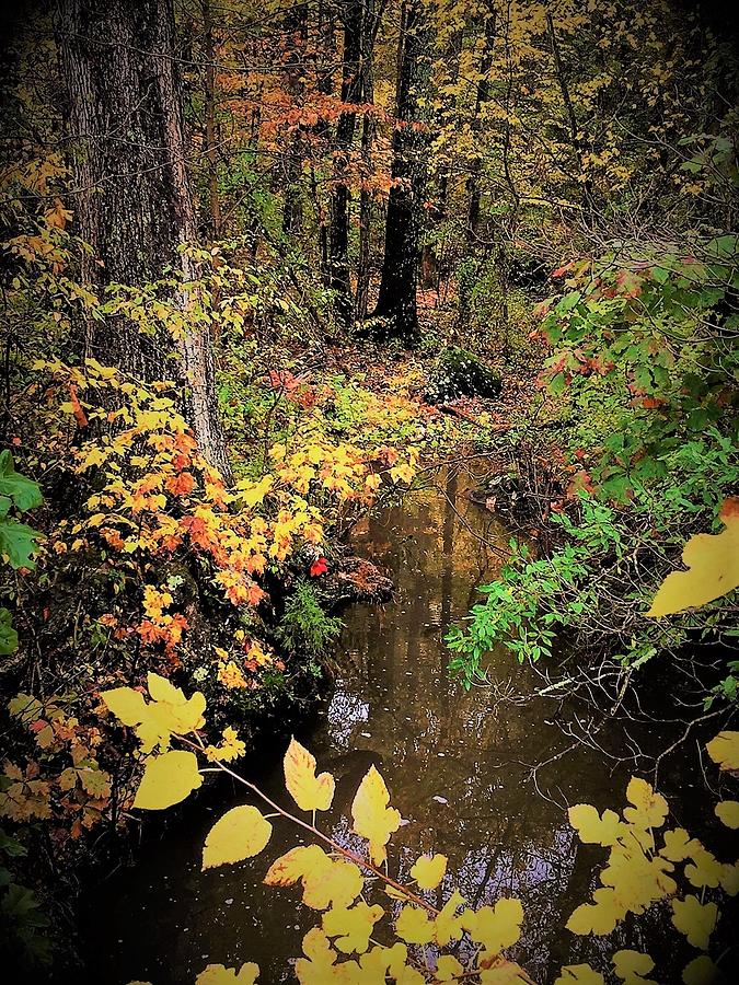 Hidden October Stream Photograph by Angela Davies