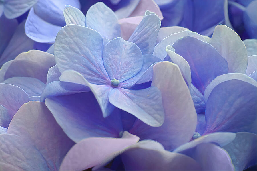 Hidden Petals Photograph by Kathi Mirto