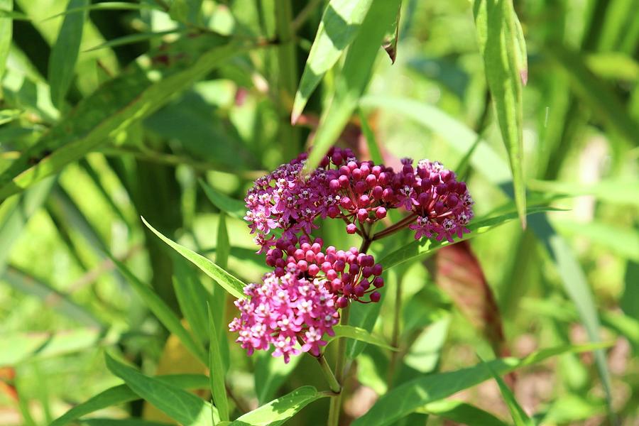 Hidden Pink Buds Photograph by Kayla Humphreys - Fine Art America