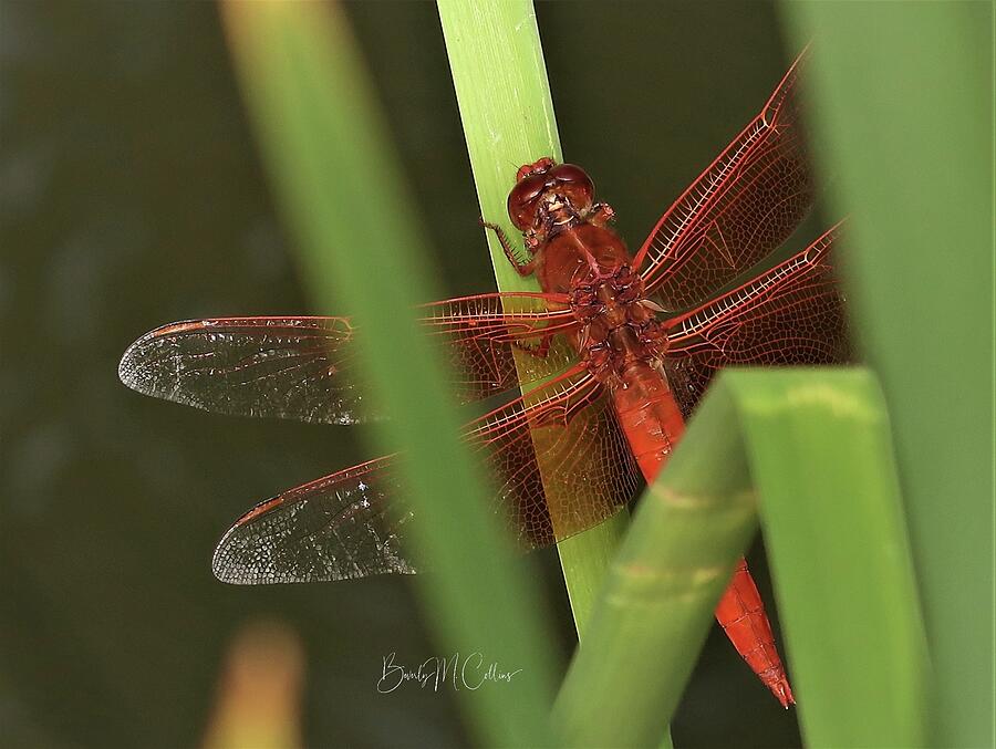 Hidden Red Dragonfly Photograph by Beverly M Collins