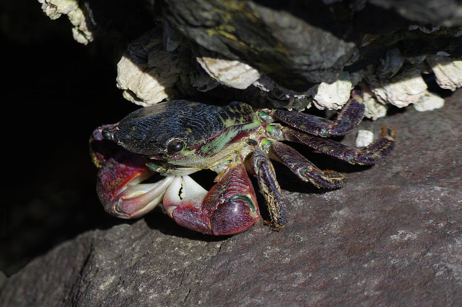 Hidden Shore Crab Photograph by Adria Trail