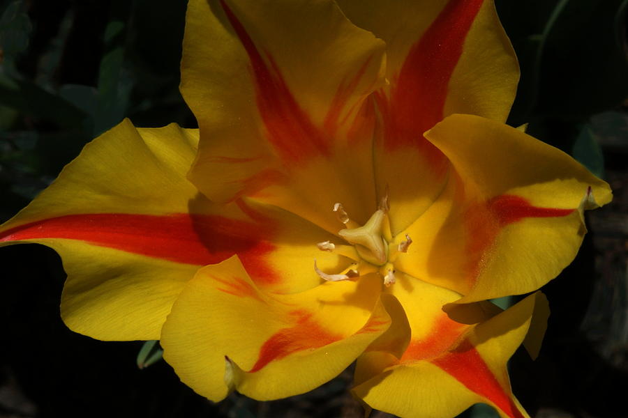 Hidden Tulip Photograph by Steffani GreenLeaf