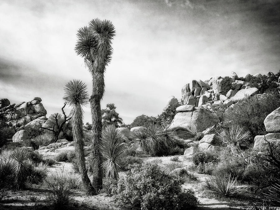 Hidden Valley in Joshua tree National Park Photograph by Sandra Selle Rodriguez