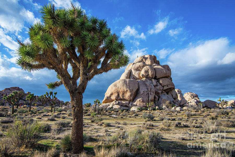 Hidden Valley - Joshua Tree - California Photograph by Gary Whitton