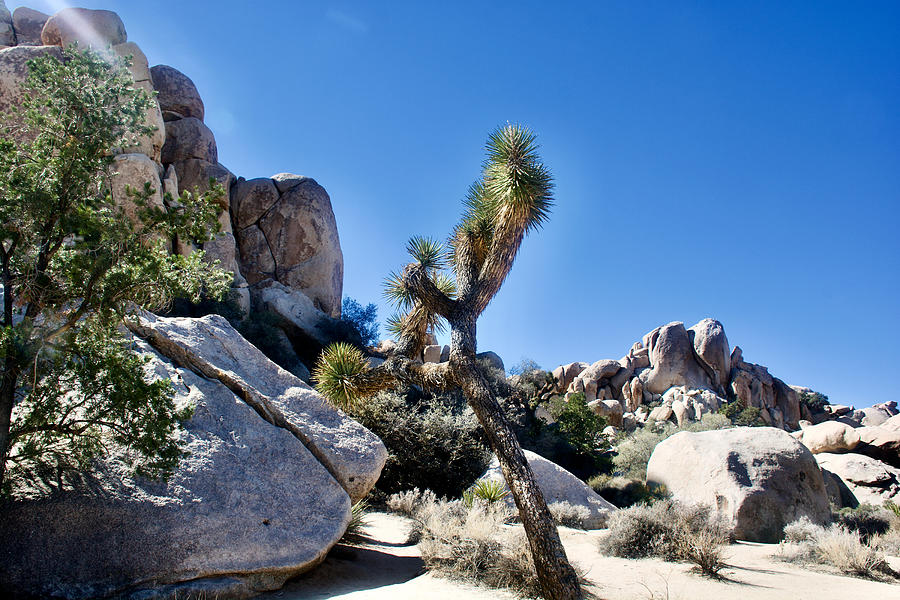 Hidden Valley Trail in Joshua Tree National Park, California Photograph ...