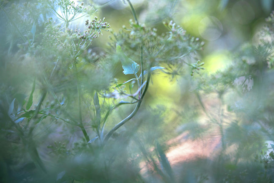 Hidden Worlds - Blooming Skirret Photograph by Jenny Rainbow