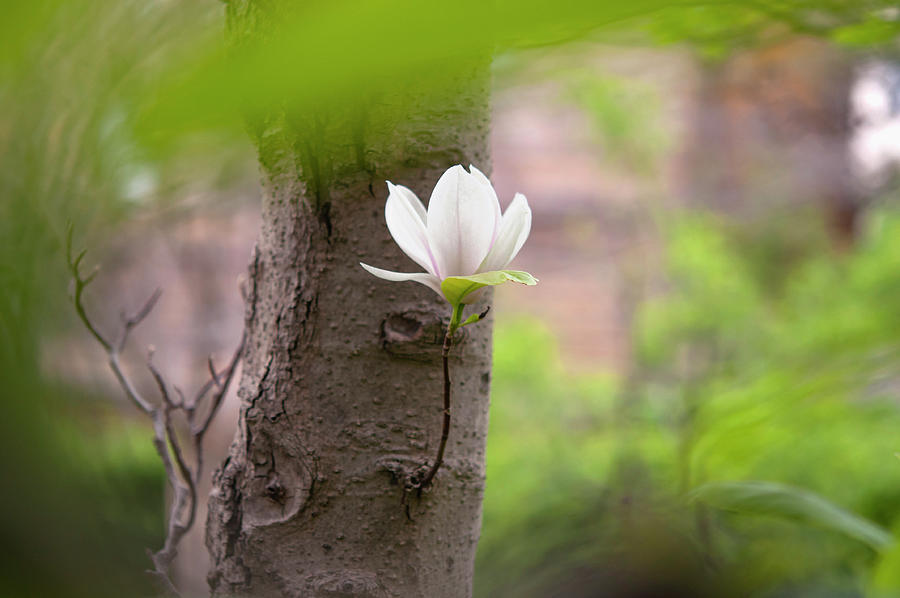 Hidden Worlds - Magnolia Soulangeana Photograph by Jenny Rainbow