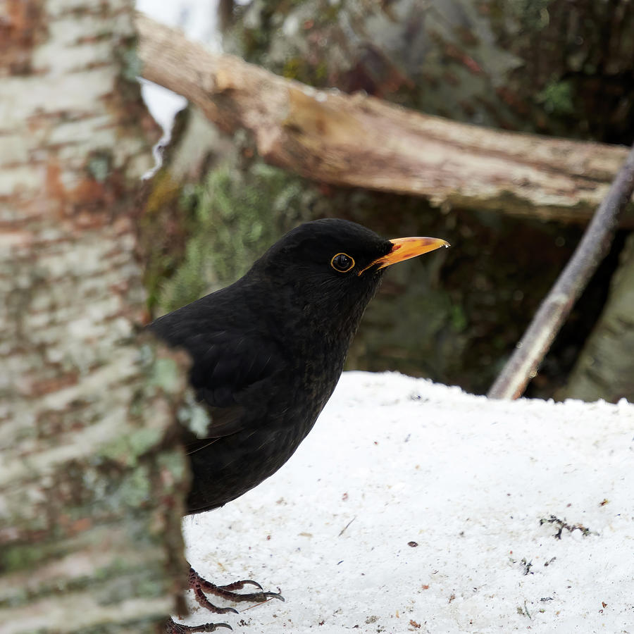 Hide and seek. Common blackbird Photograph by Jouko Lehto