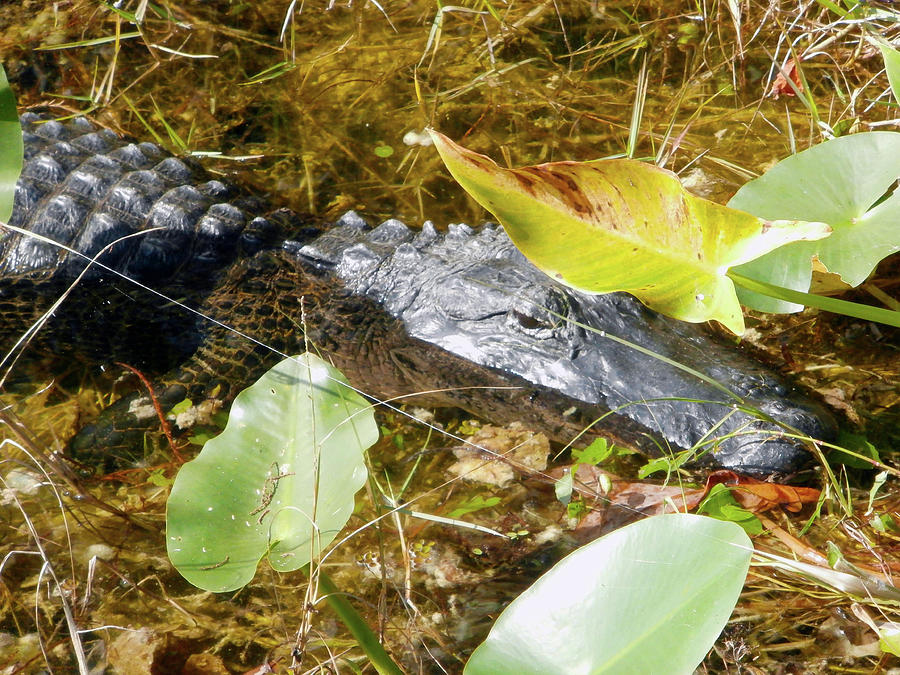 Alligator Hide and Seek in the Swamp Photograph by Leesie Annie Designs ...