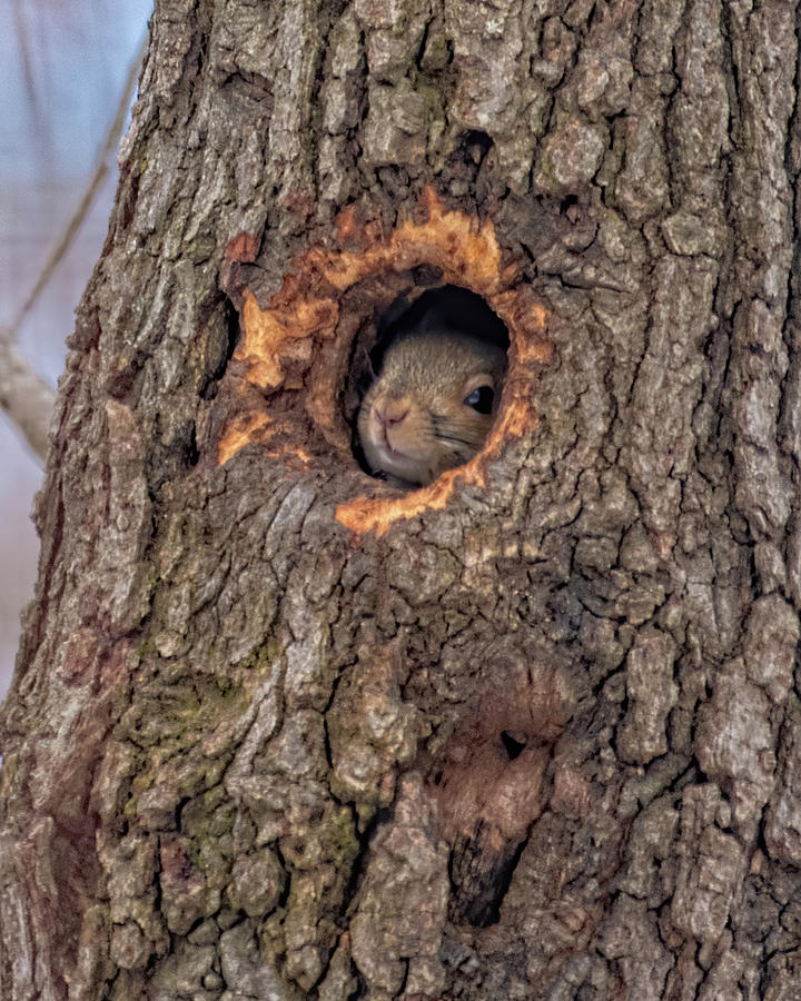 Hide and Seek Squirrel Photograph by Lara Ellis