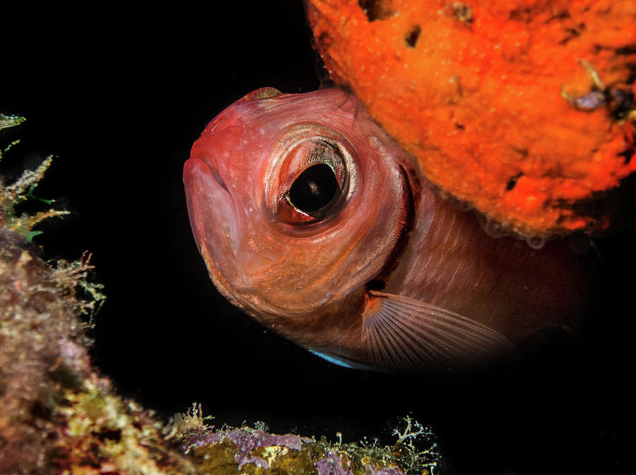 HIding Blackbar Soldierfish Photograph by Jean Noren