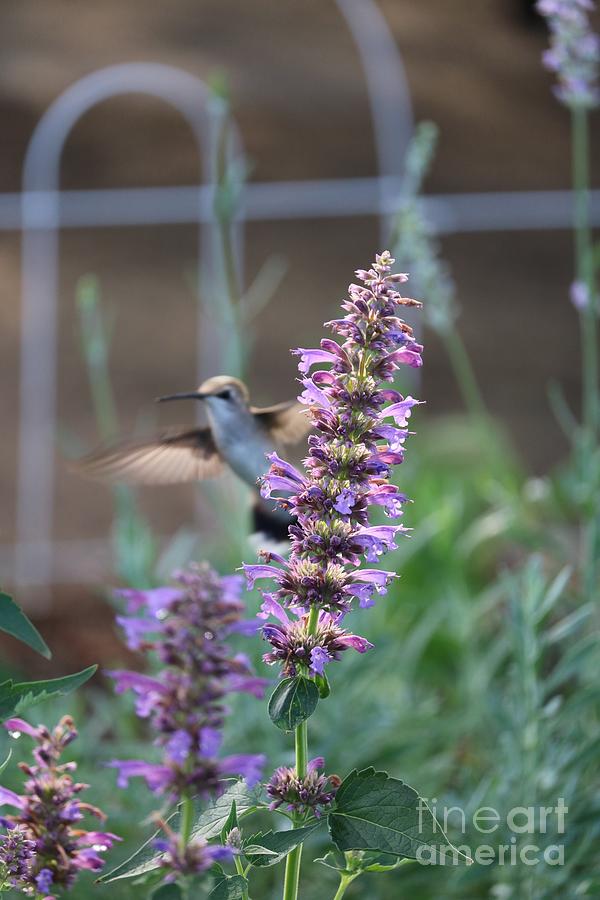 Hiding Garden Hummingbird Photograph by Carol Groenen