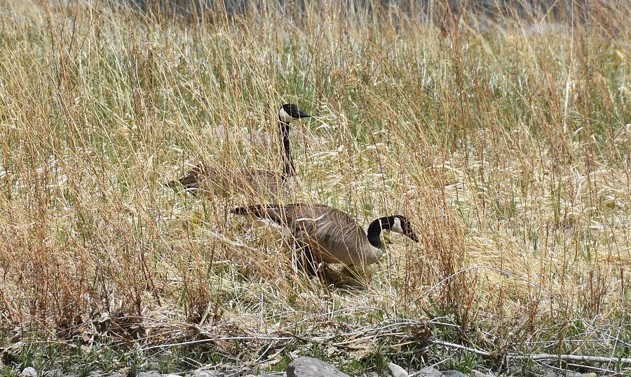 Hiding Geese Photograph by Rich Bodane - Fine Art America