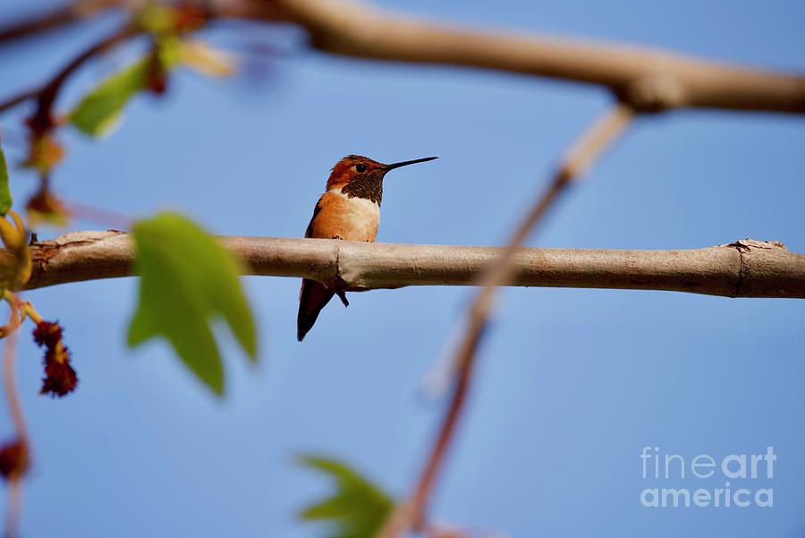 Hiding Hummingbird Photograph by Melissa OGara